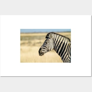 Zebra portrait black and white stripe in dry orange African landscape Posters and Art